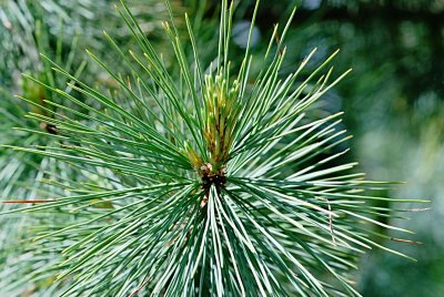 Pinus lambertiana - borovice Lambertova - svazky jehlic